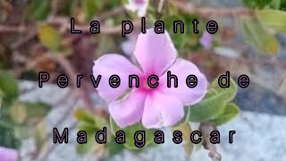 la plante pervenche de madagascar [upl. by Narruc]