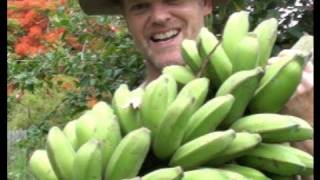 How to GROW amp HARVEST BANANAS [upl. by Ajar]