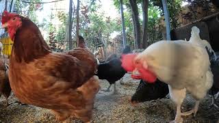 Backyard Chickens Relaxing Sounds Noises ASMR Long Video Hens Clucking Roosters Crowing [upl. by Nnarual534]