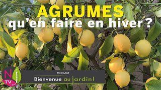 COMMENT FAIRE PASSER UN HIVER EN PLEINE FORME AUX CITRONNIER ORANGER CALAMONDIN ET AUTRES AGRUMES [upl. by Notlit]