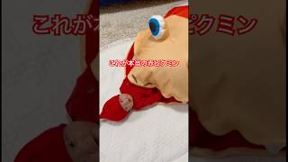 【速報】引っこ抜かれて2ヶ月の赤ピクミン、捕食される。 baby 赤ちゃん 赤ちゃんのいる生活 ピクミン red 赤 [upl. by Einal]