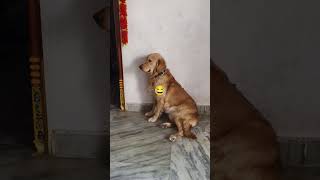 lucky gadu aligadu chiken ledani comedy funnyvideo trending dog doglover youtubeshort [upl. by Ariaz328]