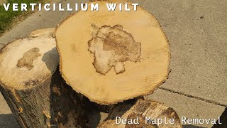 Removing a dead Maple with Verticillium wiltThis WILL kill your Maple Trees [upl. by Starla296]