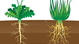 types of roots class 6th tap root and fibrous root [upl. by Ilonka741]