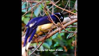 Pasangan Cyanocorax chrysops berkencan amp membangun sarang animals burung burungkicau kicaumania [upl. by Weil]