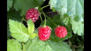 The Last Boysenberry Harvest [upl. by Anairotciv]