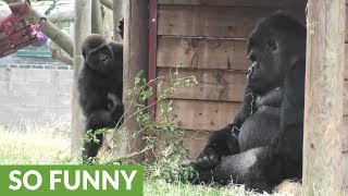 Grumpy Silverback Gorilla deals with super annoying son [upl. by Hartman]