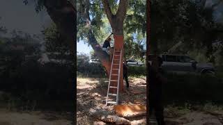 Timelapse Video Cork Oak Harvest at UC Davis [upl. by Laurette]