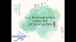 La transcription chez les procaryotes [upl. by Carlos402]