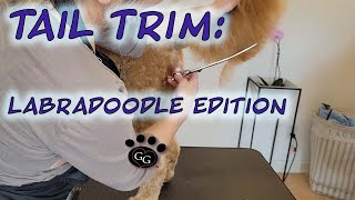 Tail Trim Labradoodle Edition  Grooming a Labradoodle  Ginas Grooming [upl. by Knipe]