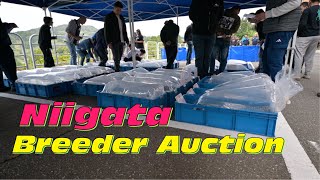 Live Bericht der Niigata Breeder Auktion [upl. by Derek]