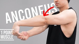 Elbow Pain Tennis Elbow Syndrome｜Anconeus｜Hisdream Stretching Library [upl. by Philbin]