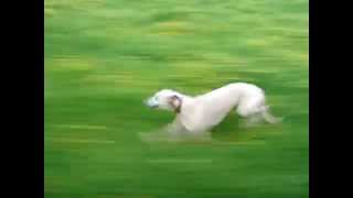 Whippet running at speed close up [upl. by Chin]