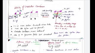 class 11 anatomy of flowering plants secondary growth [upl. by Asenev]