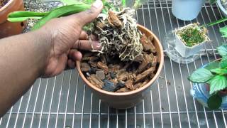 Shriveled Pseudobulbs Cattleya Orchid Update [upl. by Batty157]