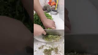 Chrysanthemum root cutting process [upl. by Orlan]