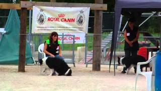 Jazz border collie en concours dobéissance canine [upl. by Waterman455]