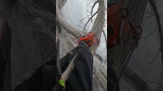 Cottonwood coming out of the riverbank treework usatoday tophandle climber climbhigh gopro [upl. by Notnilc]