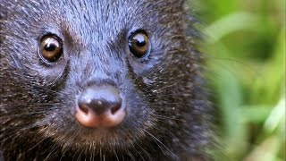 A Mongoose and Black Mamba Fight to the Death [upl. by Hsirk876]