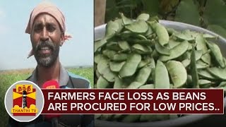 Farmers face loss as Broad beans are procured for Low Prices  Theni  Thanthi TV [upl. by Quinby]