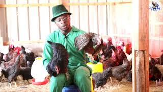 Difference between Kuroiler amp KARI Chicken I chicken rearing in Kenya I Kienyeji Chicken farming [upl. by Nnylannej]