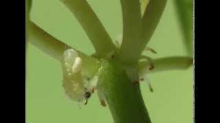 Tachinidae  Aplomya confinis parasitizing Polyommatus icarus [upl. by Naed]