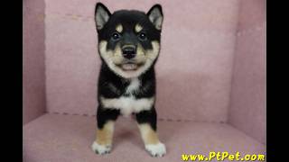 0917 黑色柴犬 shiba 母幼犬日新犬舍 [upl. by Fatma829]