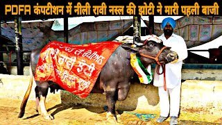 शानदार नीली रावी भैंस  Nili Ravi Buffalo Milk Beauty Competition at PDFA Jagraon Punjab [upl. by Ellette]