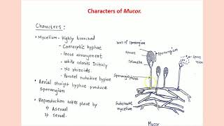 Mucor Classification structure and reproduction [upl. by Mecke]