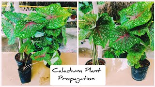 How To Propagate Caladium Plant  Caladium Propagation [upl. by Gherardi]