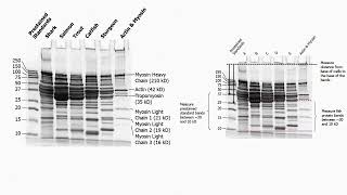 Agarose and Polyacrylamide Gel Description [upl. by Kired]