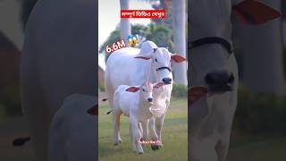 Goru Goru Song  cow gorigori animals shorts youtubeshorts [upl. by Yadrahc]