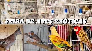 Feira de aves na ExÃ³ticas na Madalena [upl. by Skricki]