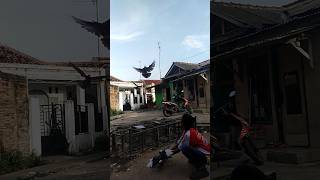 BURUNG DARA JUARA [upl. by Aiykan528]