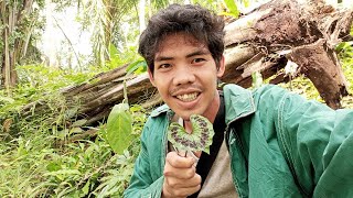 Jangan remehkan tanaman ini ternyata mahal  Berburu tanaman hias di hutan [upl. by Dav]