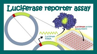 Luciferase reporter assay  What is luciferase assay used for  Applications of Luciferase assay [upl. by Vashtia]