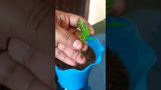 marigold flower plant cutting grow at home gardenflowerplants video [upl. by Clo]