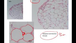 Human Anatomy 1 Lab Connective Tissues [upl. by Sellig]