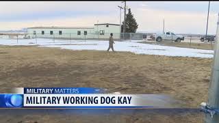 Malmstrom AFB welcomes new K9 to the team [upl. by Callie81]