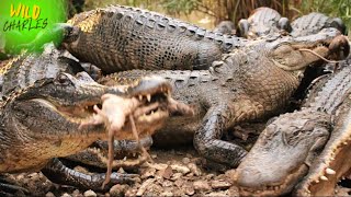 Hundreds of alligators eating rats [upl. by Dorine]