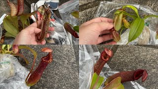 UNBOXING 6 NEPENTHES FROM EXOTICA PLANTS [upl. by Lentha]