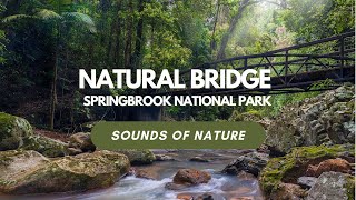 Natural Bridge  Springbrook National Park  Sounds of Nature 01  ASMR [upl. by Iaria944]