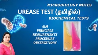 Urease test  Biochemical test for identifying bacteria Principle procedure observations  Tamil [upl. by Lebasiairam]