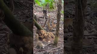 COATI’s at Catalonia Playa Maroma [upl. by Cerallua817]