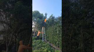 arreglando a 8 pies enorme cerca de podocarpomañios🥵🛝 fixing a huge podocarpus fence at 8 feet [upl. by Anihpled]