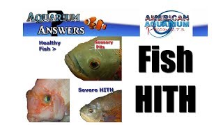 3 Tip Help with Hole in the Head Fish HITH Hexamitiasis HEX [upl. by Ha]