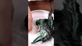 Barred Parakeet Enjoys Taking Bath On Plate  1180645 [upl. by Akirderf]