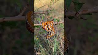 Butterfly Mating Display [upl. by Mahalia]