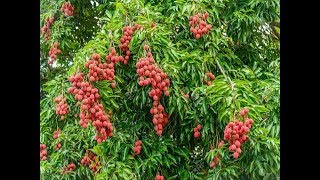 How to grow LYCHEE tree from seeds in Container  Lychee Seed Germination [upl. by Lytsirhc381]