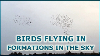 Bird Murmuration HD  Crowd of birds flying swarm in formation and flocking together in the sky [upl. by Notsae]